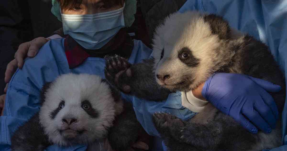 Dos bebés pandas gemelos fueron presentados en el zoológico de Berlín