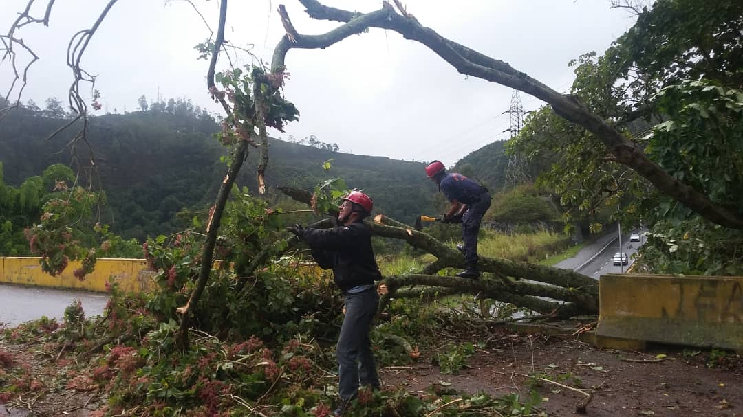PC-Los Salias quitó árbol caído que entorpecía vialidad