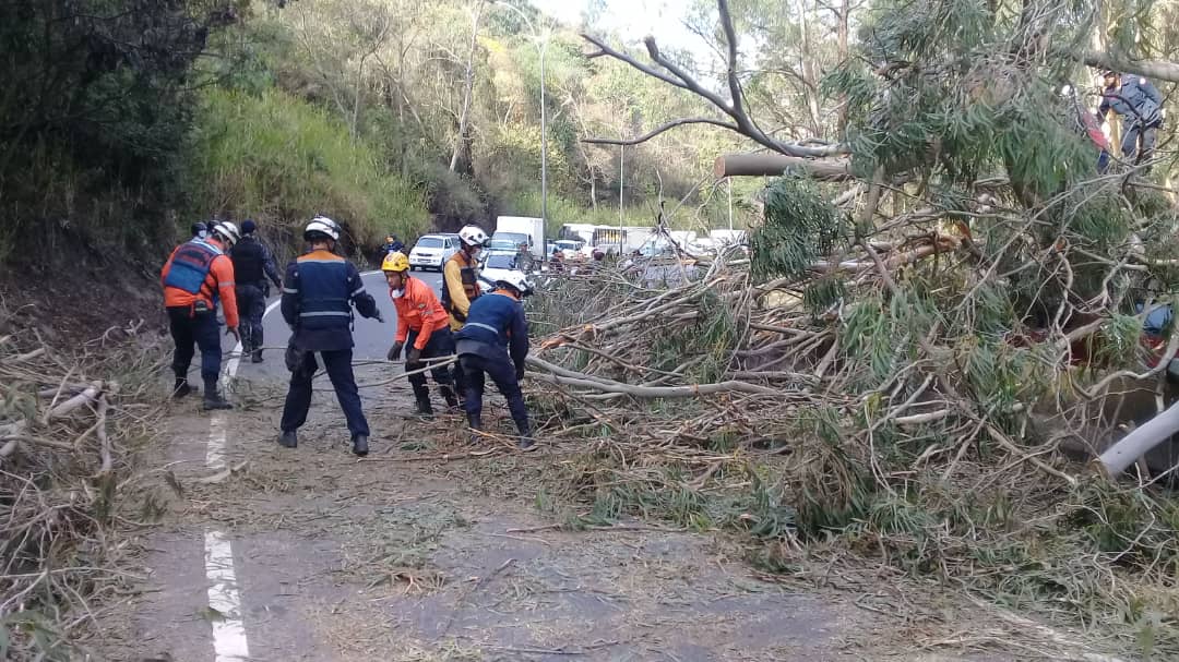 Árbol obstaculizó el tránsito en la Panamericana