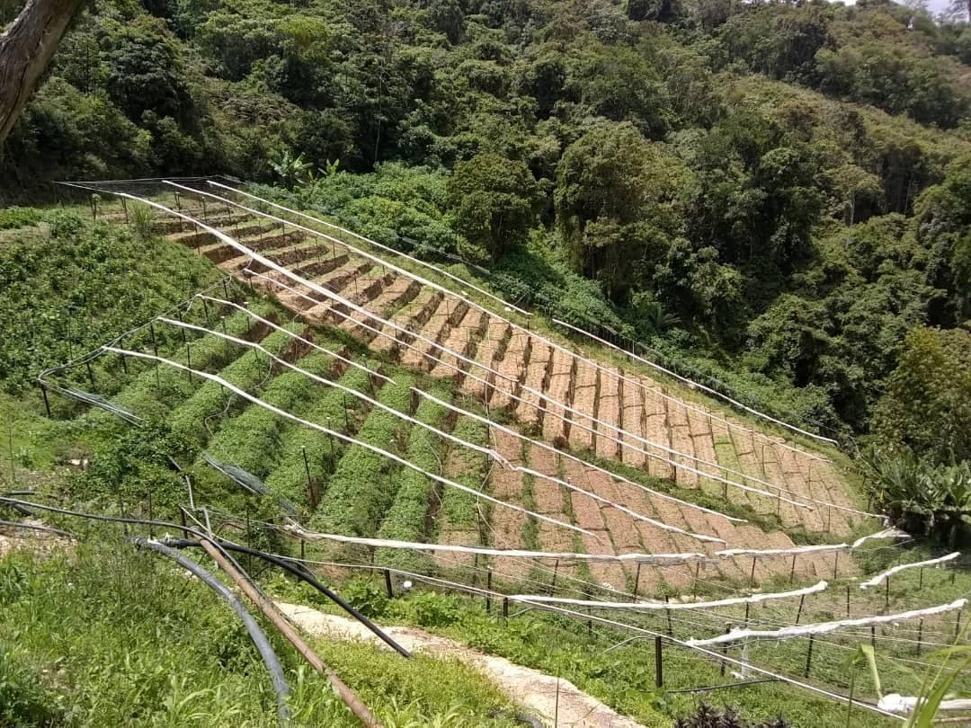 Cerecam se pronuncia ante problemática con terrenos en Lagunetica