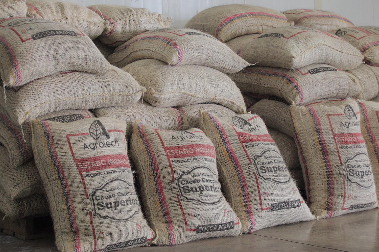 Exportarán 65 toneladas de cacao mirandino a Rusia