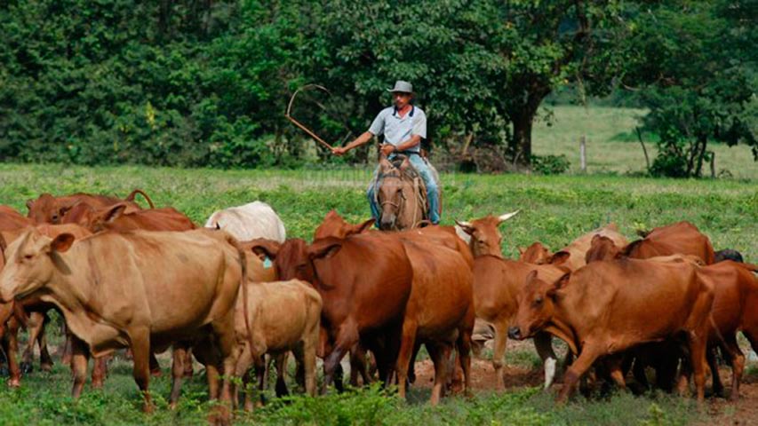 Producción láctea cayó 14 %  en medio de la pandemia