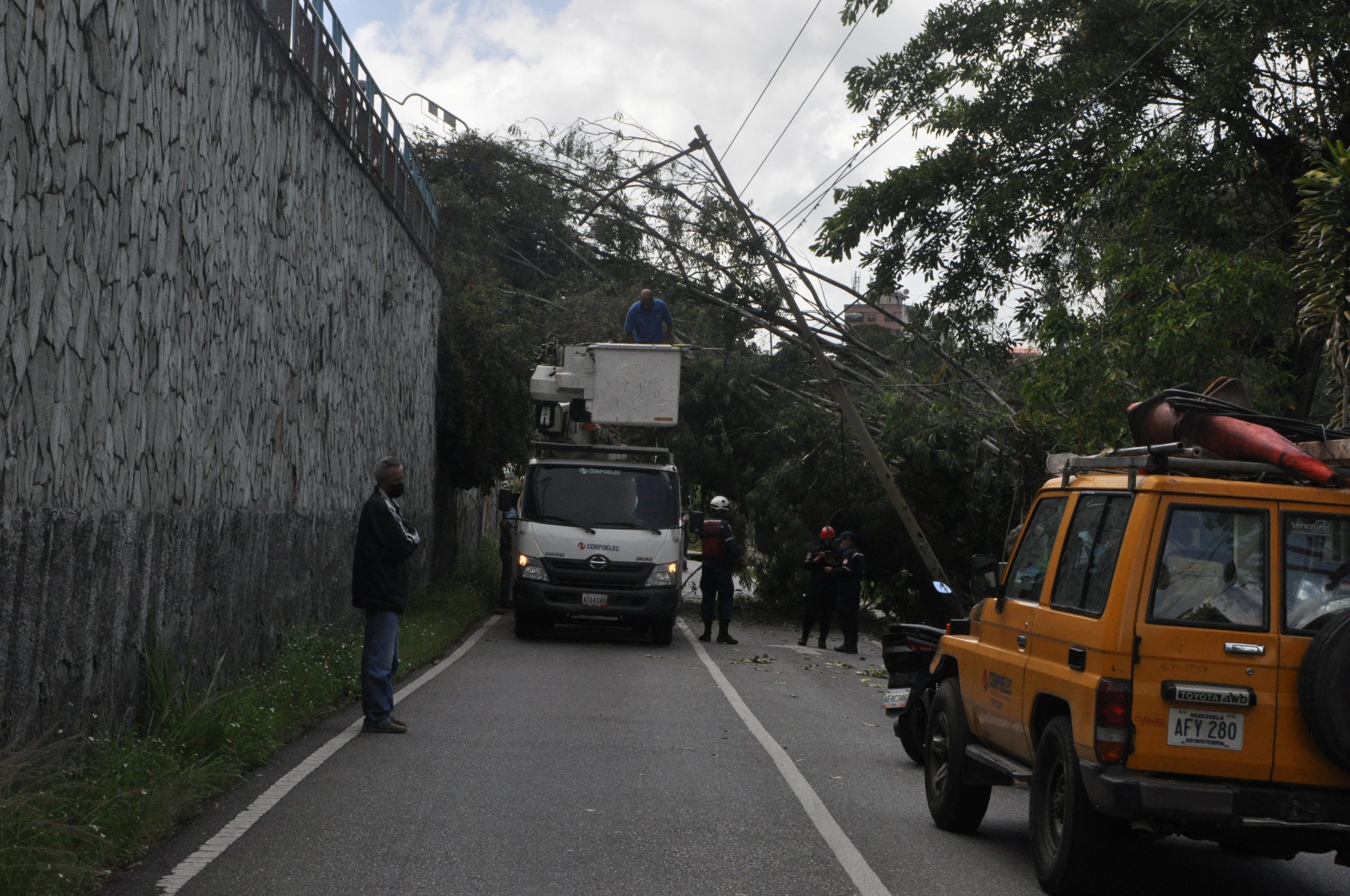 Temen que se caigan más árboles en la Simón Bolívar