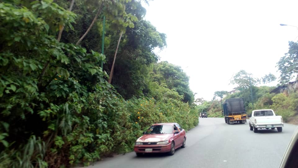 Cunetas de la Panamericana están cubiertas de monte