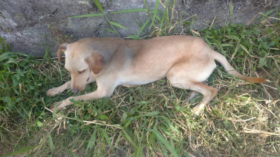 Fundavivir rescató 16 animales domésticos en “abandono crítico”