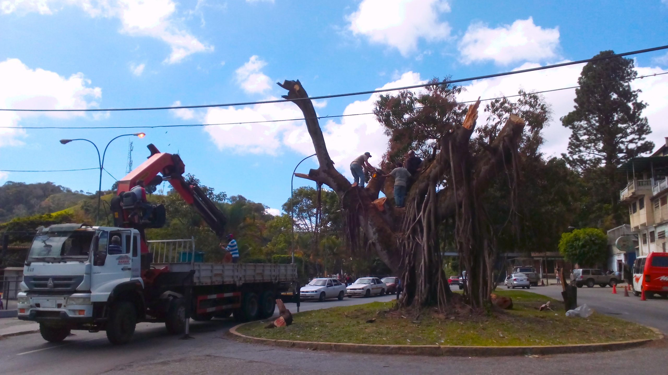 Para evitar un accidente talan árbol en avenida Bertorelli Cisneros