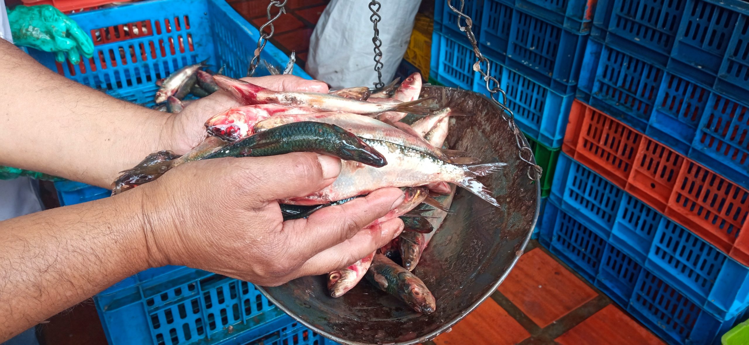 “Las sardinas ya no son tan baratas”