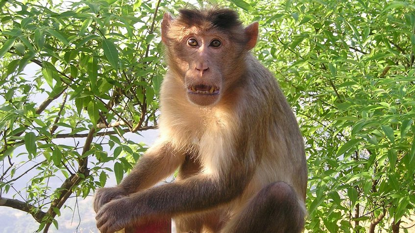 En EEUU detectan la viruela de los monos por primera vez desde 2003