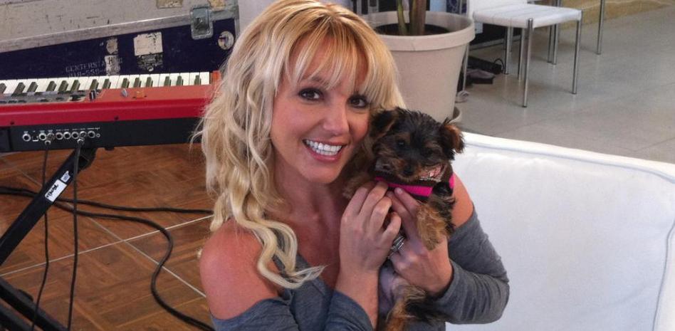 Britney Spears recupera a sus perritos