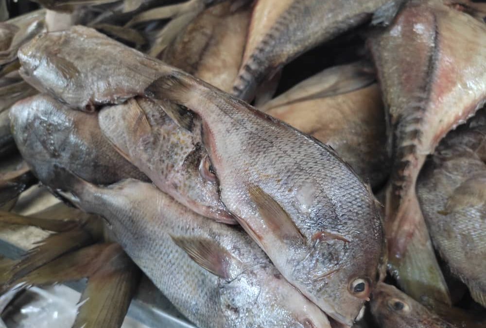 Prevén vender 10 tonelada de pescado en Miranda