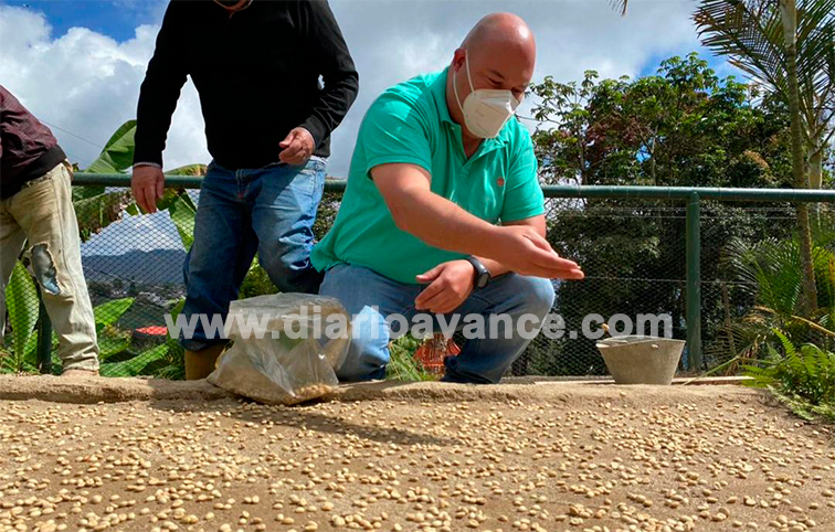 42 productores participan en cultivo de plántulas de café