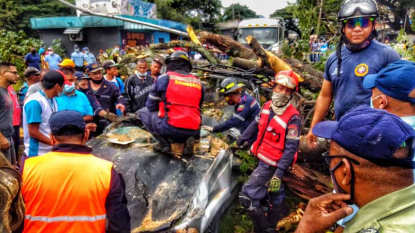 Un muerto y tres herido al desplomarse un árbol