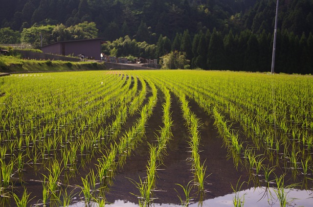 Se requieren $1.500 millones para aumentar producción de arroz