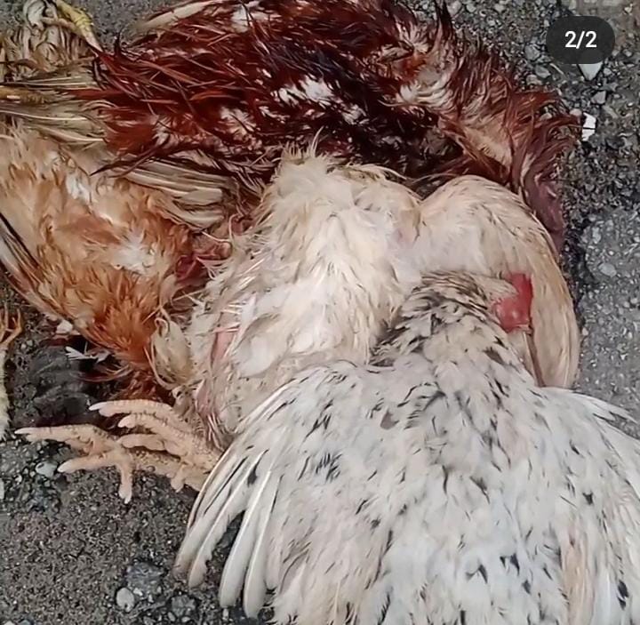 Animales mueren envenenados en Los Salias