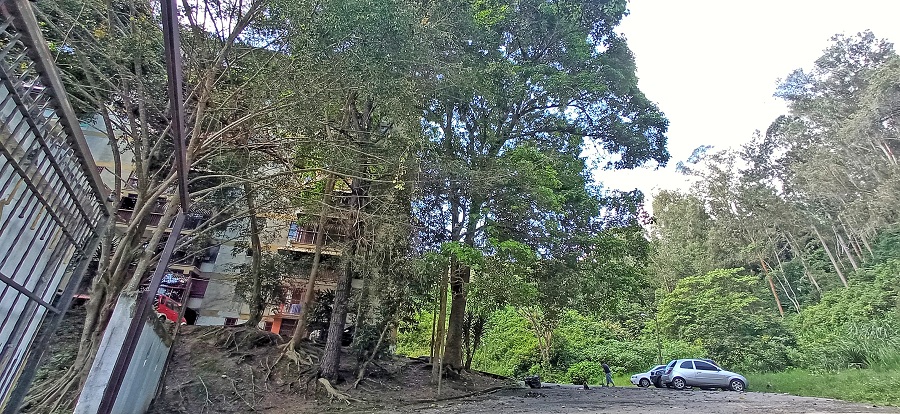 Exigen poda de árboles en Residencias Tiuna