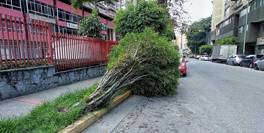 Árbol caído cumple tres semanas en la acera de la Bolívar
