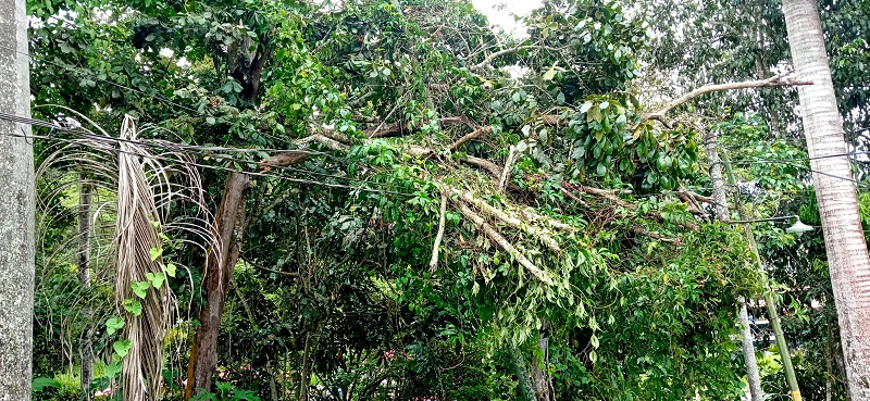 <strong>Ramas de árbol caen sobre tendido eléctrico</strong>