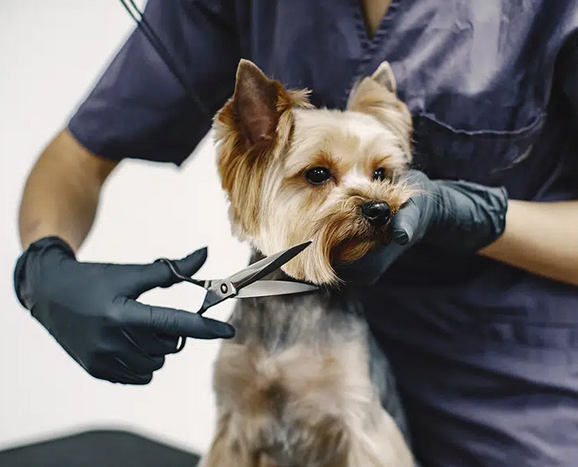 “Servicio canino está caro”