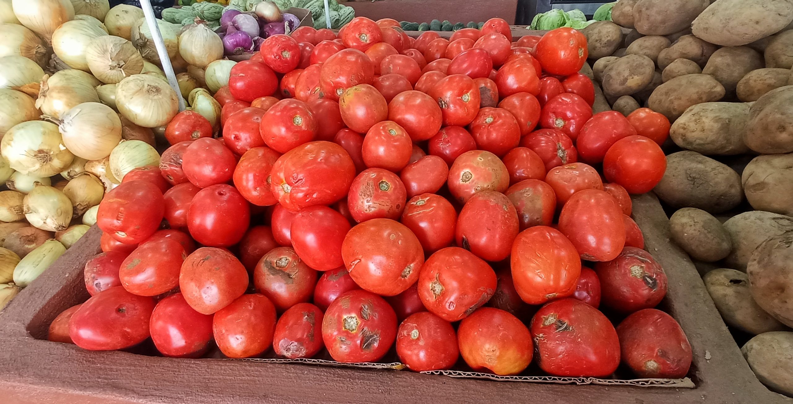 Precio del tomate cae en un 50%