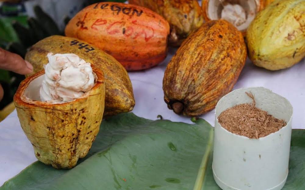 Ron y cacao unidos en feria que comienza el 13 de julio