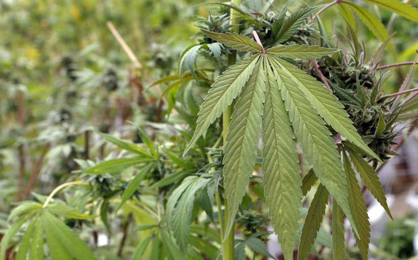 15 años de cárcel por tener 2005 plantas de marihuana