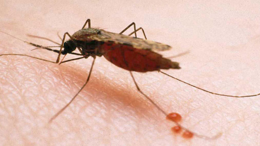 Bahamas confirmó su primer caso de malaria en más de 10 años