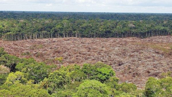 Denuncian aumento de la deforestación en la Amazonía