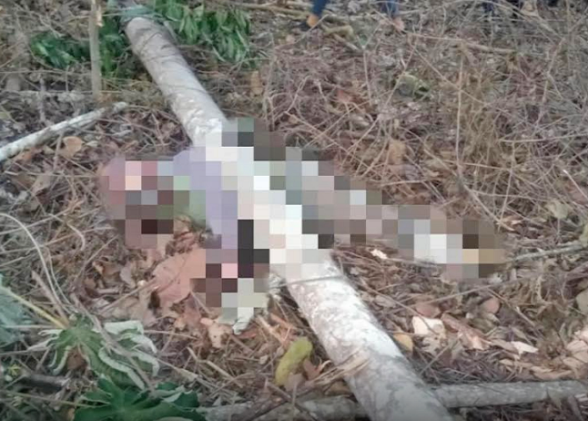 Hombre pierde la vida tras ser aplastado por un árbol