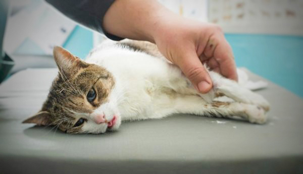 Proliferación de VIH felino preocupa a dueños de mascotas