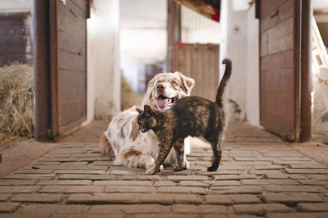 Activan jornada de adopción de perros y gatos sin hogar