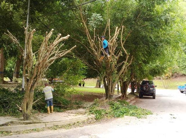 <strong>14 ficus sometidos a mantenimiento</strong>