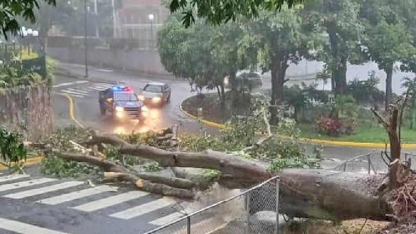 Reportan árboles caídos en el Área Metropolitana de Caracas