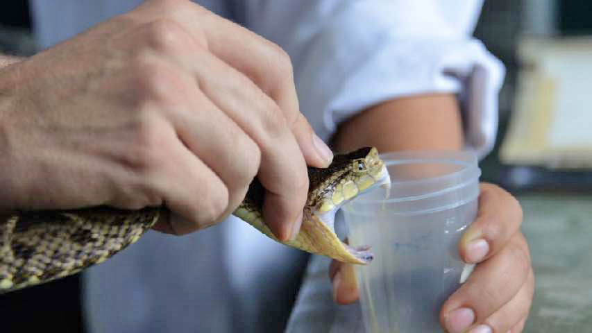 Venezuela solo produce 200 litros de suero antiofídico