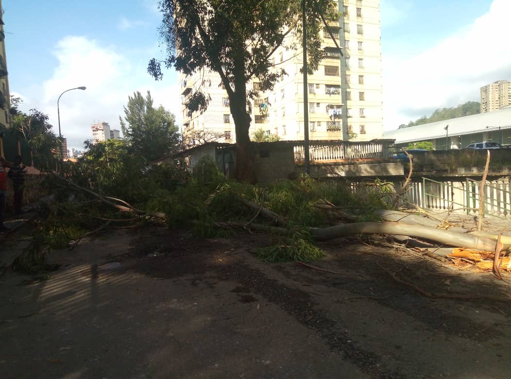 Árbol caído desprende tuberías en bloque 4 de la Simón Bolívar