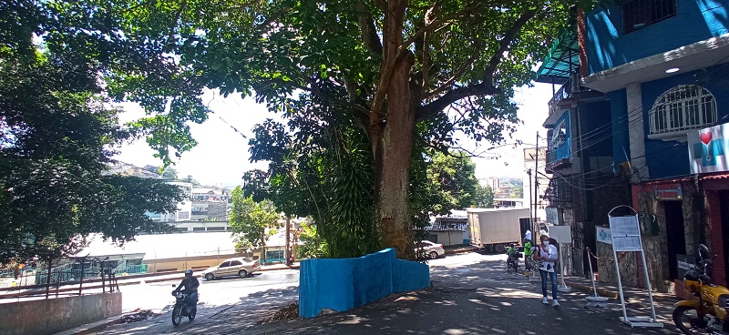 Solicitan corte de árboles en la calle El Estadio