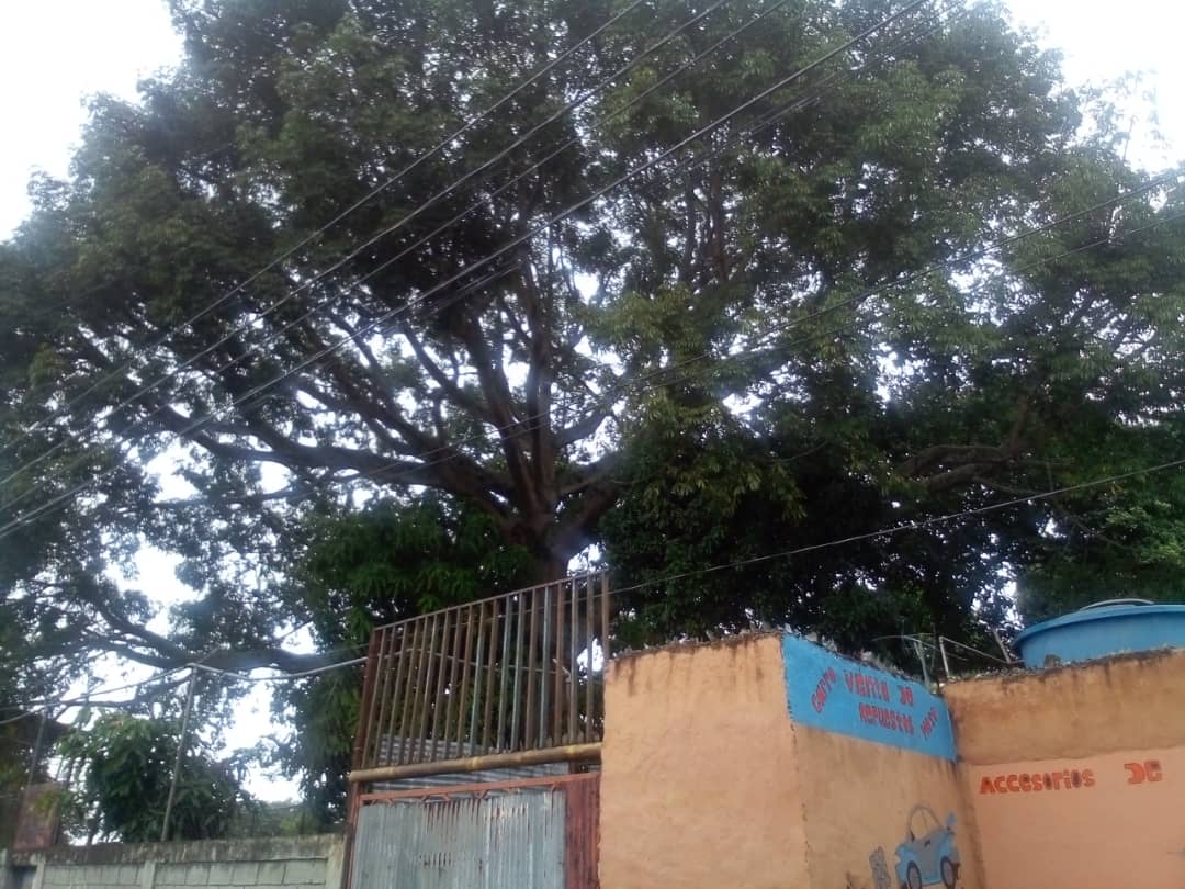 Árbol afecta una vivienda en El Trabuco