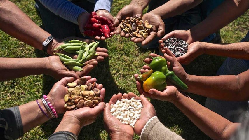 Campesinos piden apoyo para producir sus propias semillas