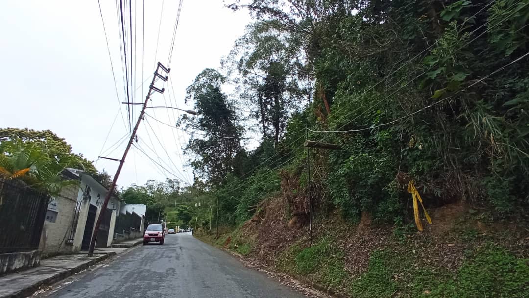 <strong>Piden podar árboles en Lomas de Carrizal</strong>