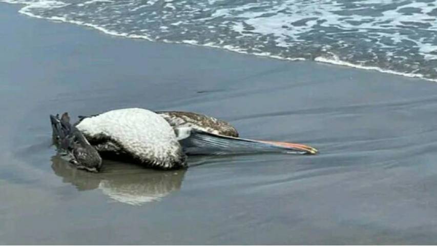 Recomiendan evitar contacto con aves silvestres ante alerta de gripe aviar