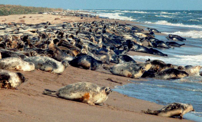 Encuentran 2.500 focas muertas en EL mar Caspio