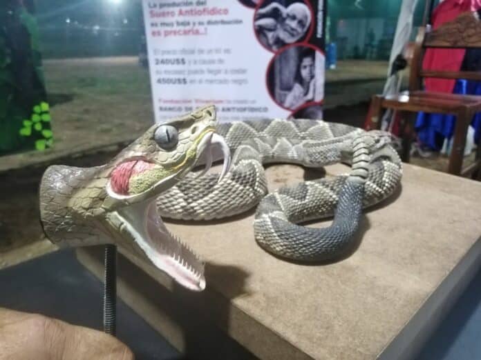 Alertan sobre incremento de envenenamiento por mordedura de serpiente