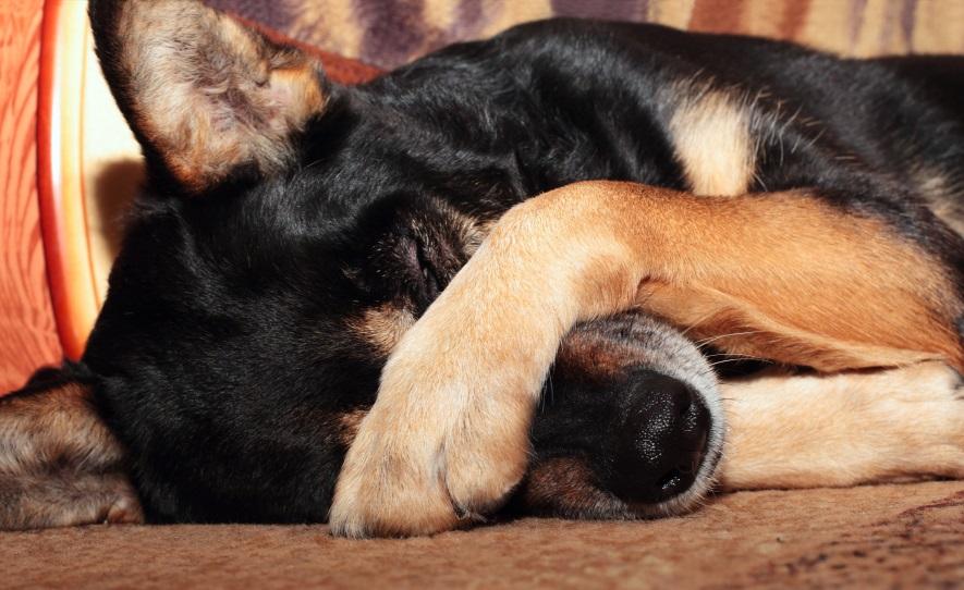 Parvovirus canino puede ocasionar depresión en la mascota