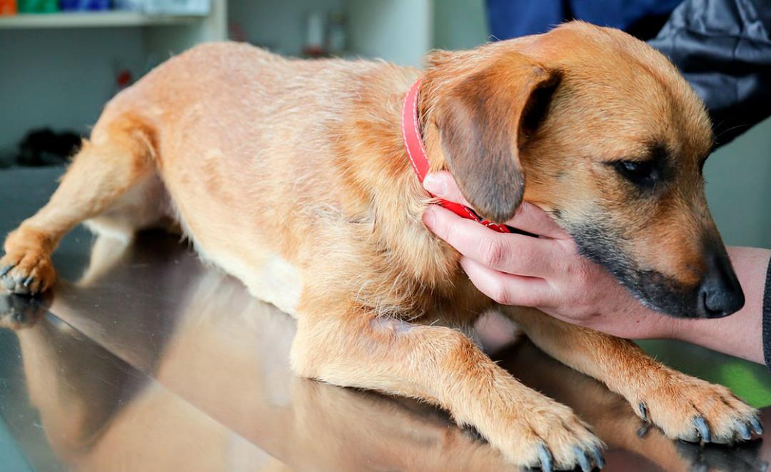 Sangrado nasal en mascotas puede ser indicativo de ehrlichiosis