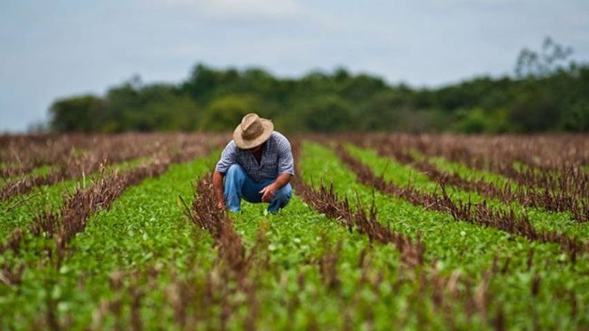 Fedecámaras destaca cierta recuperación en sectores agrícolas