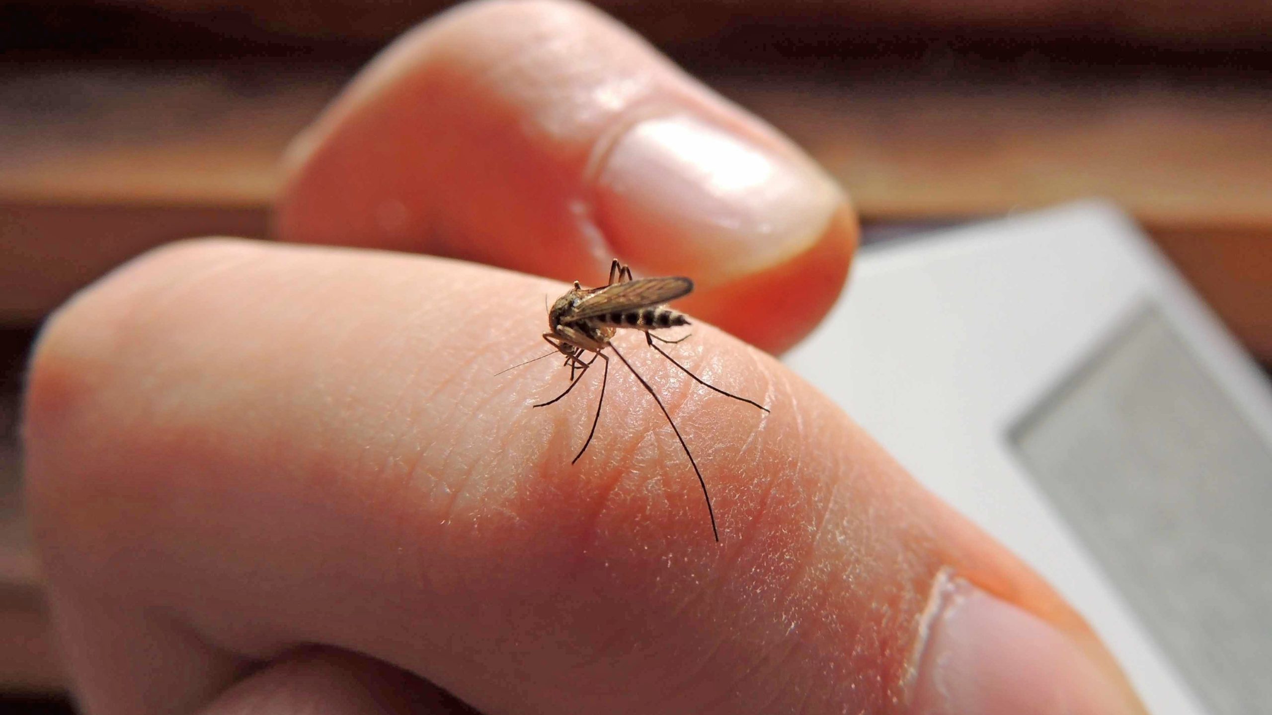 <strong>Piden educar a la población para evitar criaderos de mosquitos</strong>