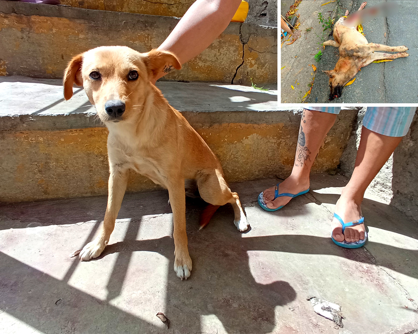 <strong>Vecinos de El Codo alarmados por el envenenamiento de 20 mascotas</strong>