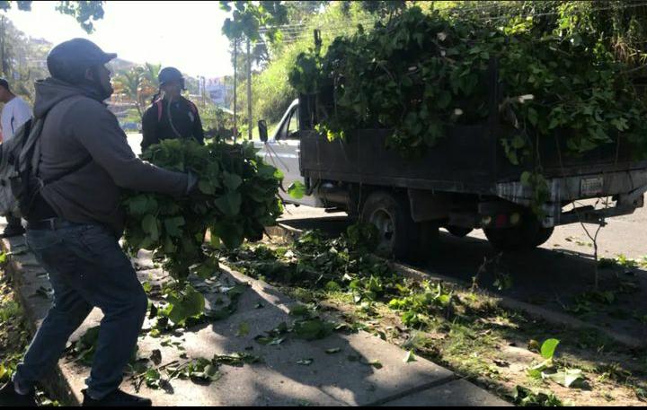 Realizan labores de poda de árboles en varios sectores de Carrizal