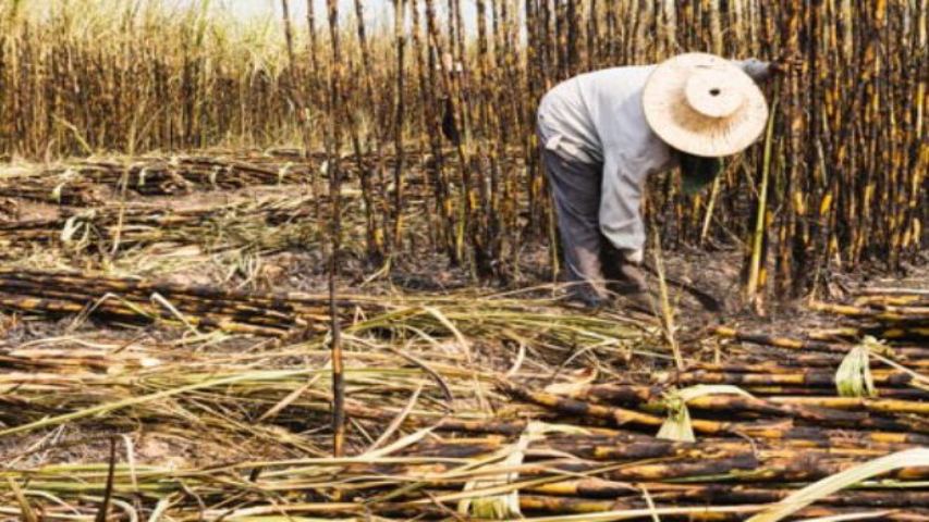 Cañicultores rechazan importación de azúcar en el país