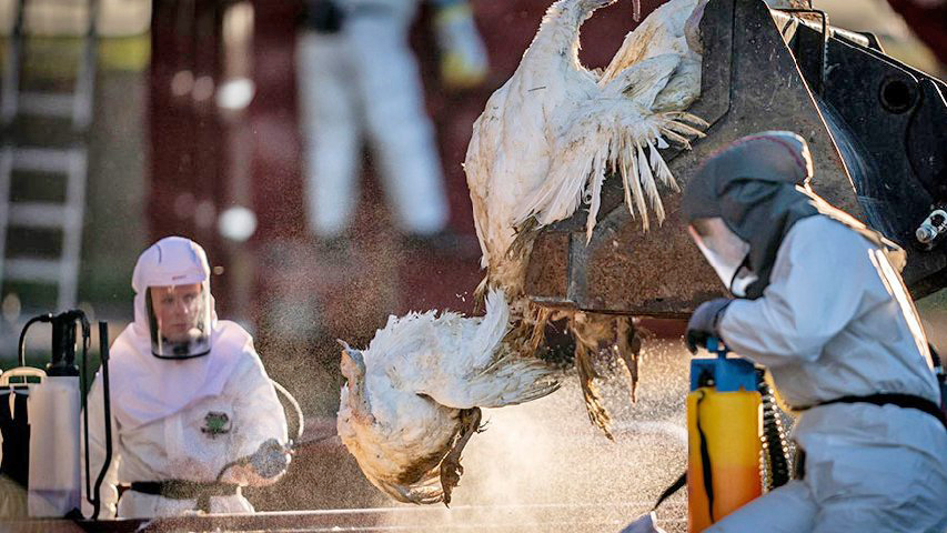 Detectan los primeros casos de gripe aviar en Montevideo