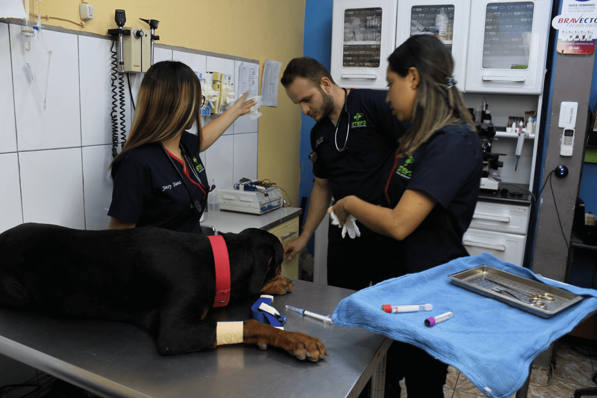 “Los productos lácteos son nocivos para los perros”